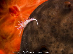 A very tiny flabellina on sponge with that kind of "2001:... by Blaza Jovanovic 